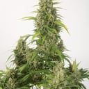 Foto de Haze XXL (Automática)