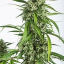 Foto de White Widow XXL(Automática)