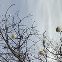 Foto de Algodón sonoro