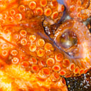 Foto de Pulpo al Chiltepín