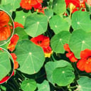 Foto de TACO DE REINA o CAPUCHINA - Flor comestible