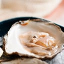 Foto de OSTRA PLANA GALLEGA 