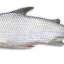 Foto de BOCACHICO ARGENTINO X 500 GR