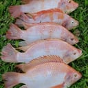 Foto de Tilapia 