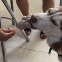 Foto de paletas para perro