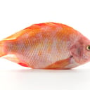 Foto de Tilapia Roja Limpia sin escama sin agalla (Libra)