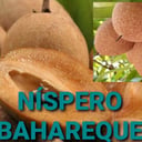Foto de NISPERO
