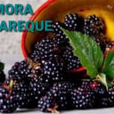 Foto de MORA