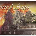 Foto de ASSORTED AUTOMATICA 10 und