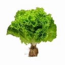 Foto de Lechuga  Hidroponica