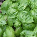 Foto de Albahaca