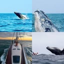 Foto de 👁️AVISTAMIENTOS DE BALLENAS 🐋