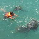 Foto de 🏊NADANDO CON TORTUGAS🐢