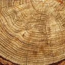 Foto de MADERA DURA (A PARTIR DE 5 METROS)