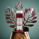 Foto de Shampoo de Romero Y Quinoa