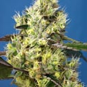 Foto de Sweet Gelato (Automática)