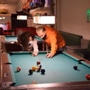 Foto de Ficha de Pool