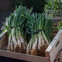 Foto de 50 calçots Cuits