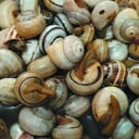 Foto de CARACOLES