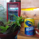 Foto de Aguila Original
