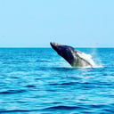 Foto de AVISTAMIENTO DE BALLENAS