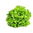 Foto de Lechuga marina