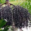 Foto de JUGO DE ASAÍ