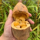 Foto de JUGO DE BACAO