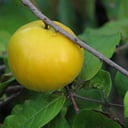 Foto de JUGO DE ARAZA