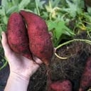 Foto de Batatas