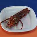 Foto de Langosta Baby