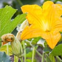 Foto de Flor de Calabaza 