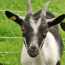 Foto de chievre miel