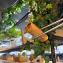 Foto de ARROLLADITOS PRIMAVERA