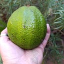 Foto de Palta x unidad