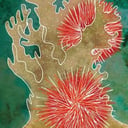 Foto de Erizo - Navideña