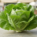 Foto de Lechuga criolla/mantecosa/francesa (según disposición)