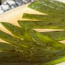 Foto de ORDEN DE NOPALES
