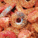 Foto de Gomitas picosas