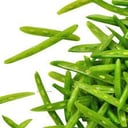 Foto de Porotos verdes / Green beans.