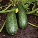 Foto de Zucchini