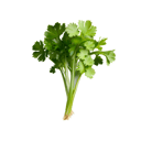 Foto de Cilantro